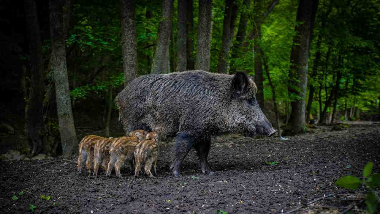 cinghiale con i cuccioli