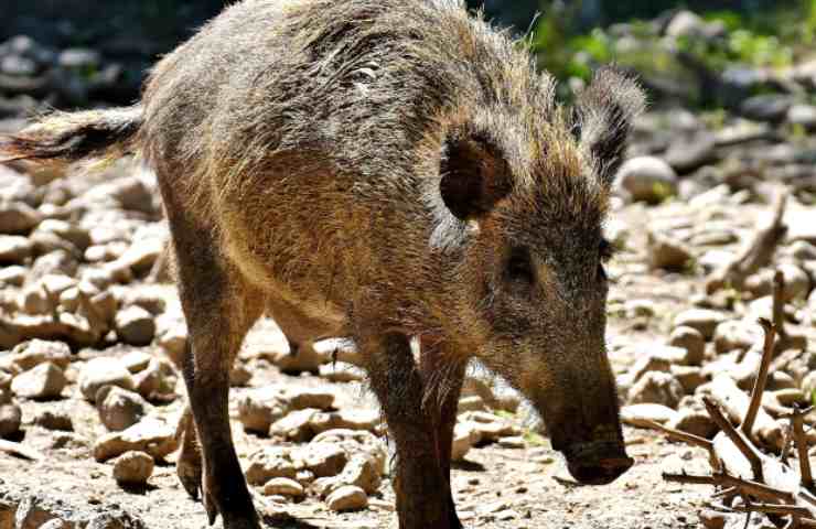 cinghiale nel bosco