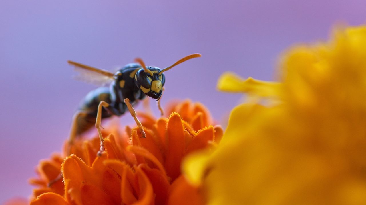 Vespa Velutina, minaccia